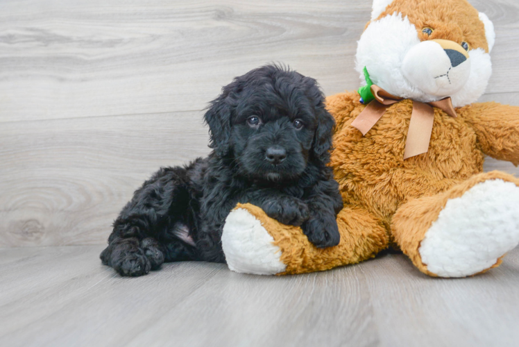 Meet Skywalker - our Mini Bernedoodle Puppy Photo 1/3 - Puppy Love PR Mini Bernedoodle Puppy for Adoption