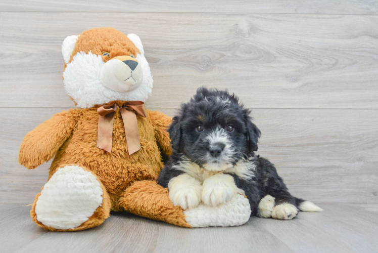 Meet Smores - our Mini Bernedoodle Puppy Photo 1/3 - Puppy Love PR Popular Mini Bernedoodle Poodle Mix Pup