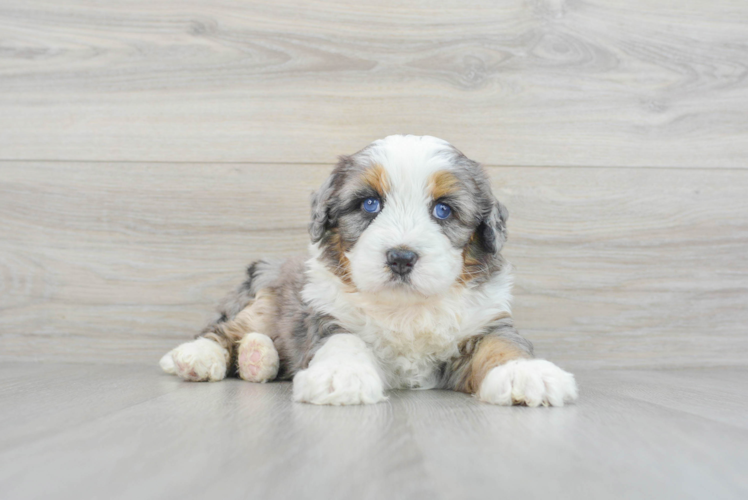 Meet Smores - our Mini Bernedoodle Puppy Photo 1/3 - Puppy Love PR Best Mini Bernedoodle Baby