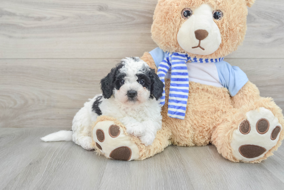 Mini Bernedoodle Puppy for Adoption