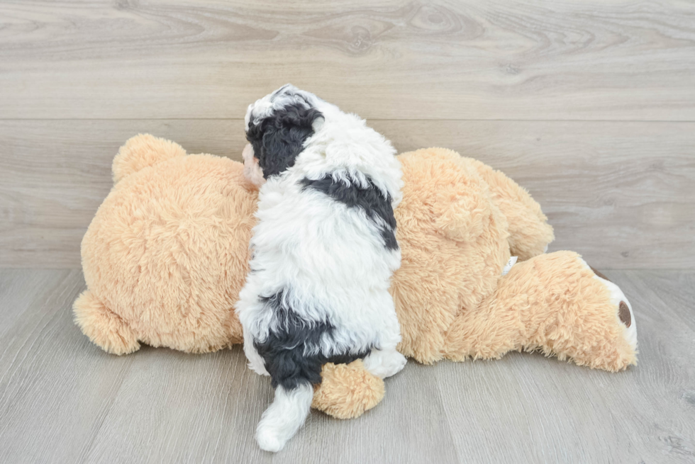 Friendly Mini Bernedoodle Baby