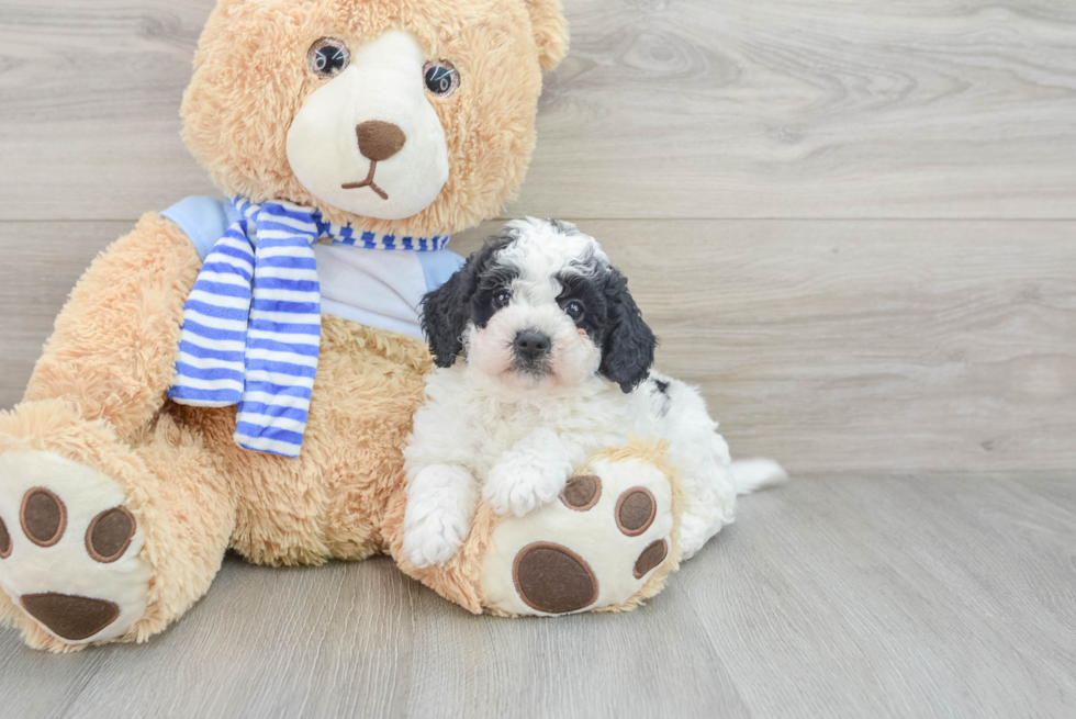 Small Mini Bernedoodle Baby