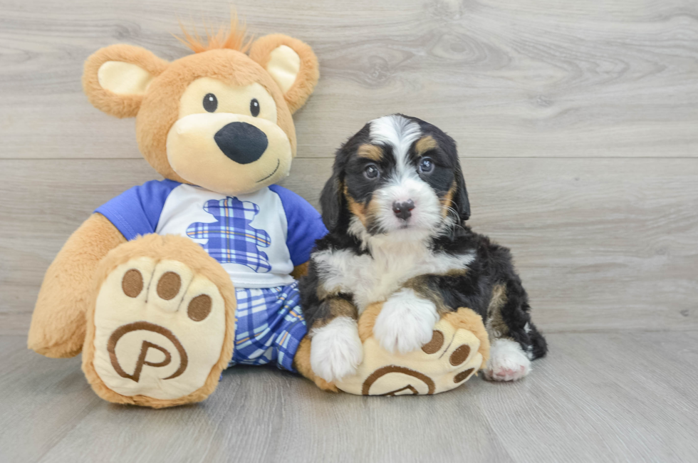 7 week old Mini Bernedoodle Puppy For Sale - Puppy Love PR