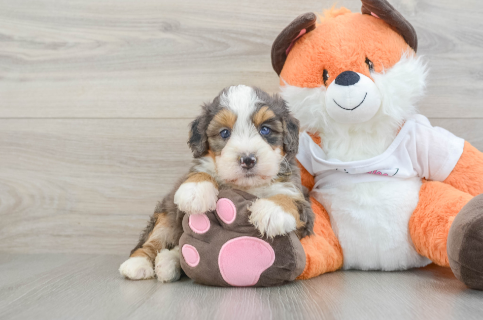 7 week old Mini Bernedoodle Puppy For Sale - Puppy Love PR