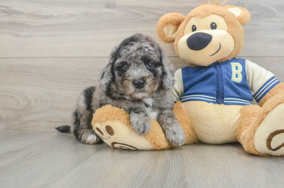 5 week old Mini Bernedoodle Puppy For Sale - Puppy Love PR