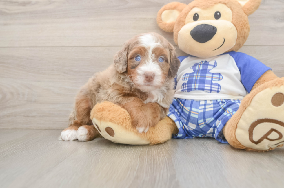 5 week old Mini Bernedoodle Puppy For Sale - Puppy Love PR
