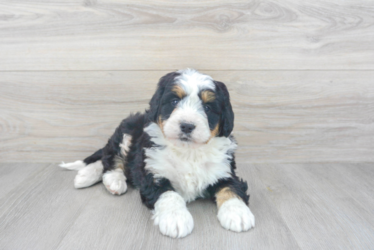 Meet Smores - our Mini Bernedoodle Puppy Photo 1/3 - Puppy Love PR Sweet Mini Bernedoodle Baby