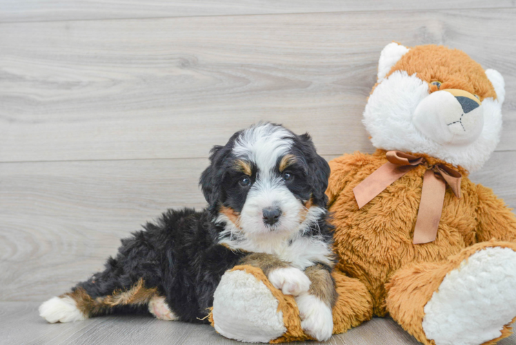 Meet Sorrento - our Mini Bernedoodle Puppy Photo 1/3 - Puppy Love PR Funny Mini Bernedoodle Poodle Mix Pup
