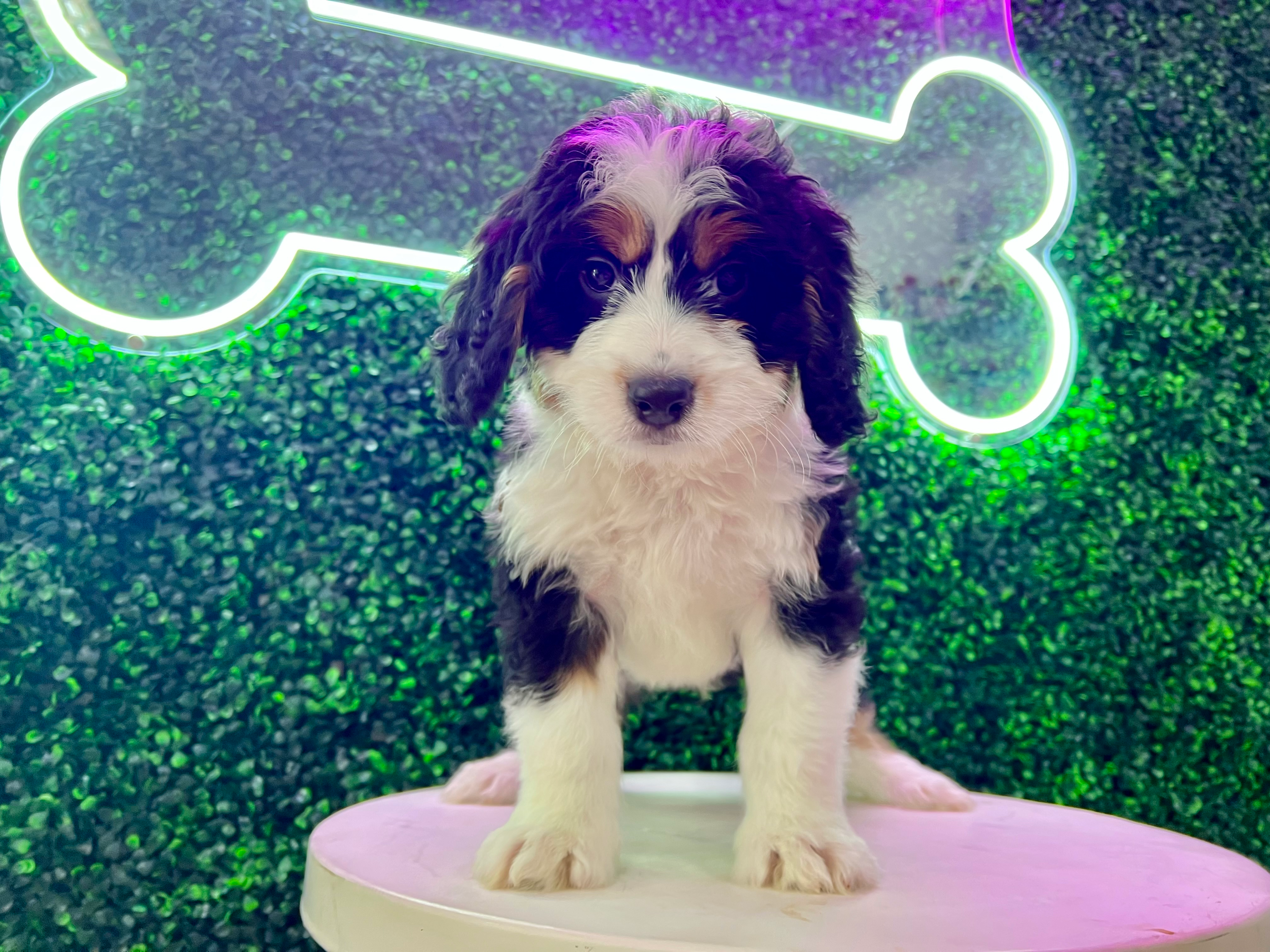 Best Mini Bernedoodle Baby