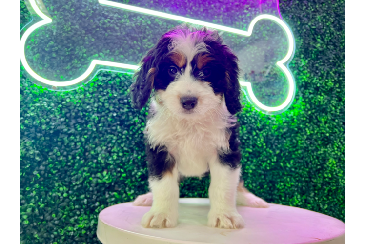 Meet Sorrento - our Mini Bernedoodle Puppy Photo 1/4 - Puppy Love PR Best Mini Bernedoodle Baby