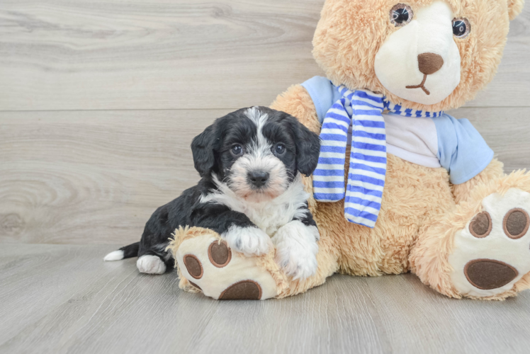 Smart Mini Bernedoodle Poodle Mix Pup