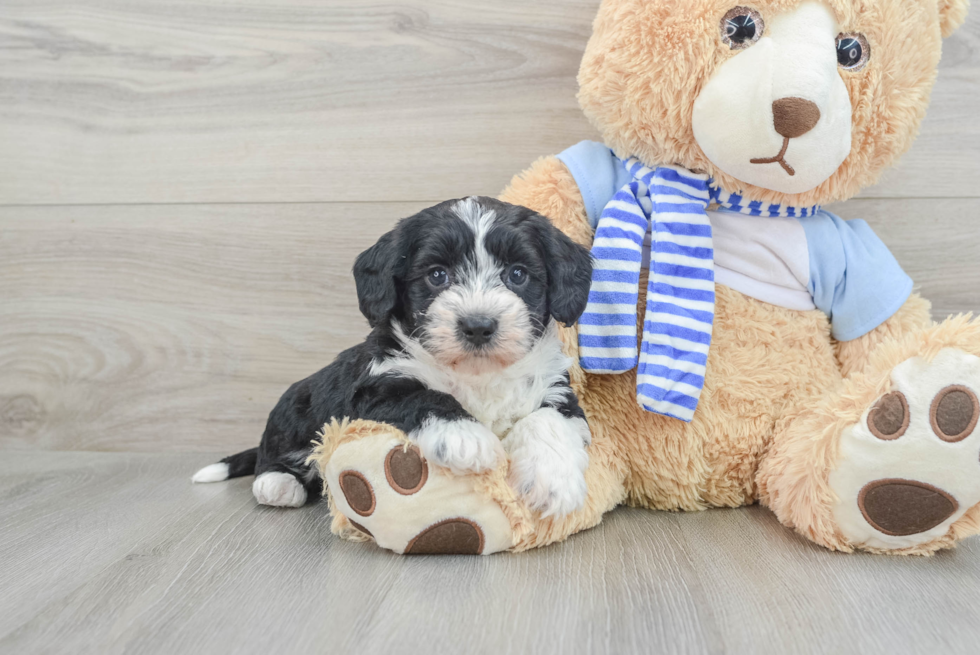 Smart Mini Bernedoodle Poodle Mix Pup