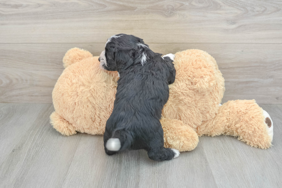 Energetic Bernadoodle Poodle Mix Puppy