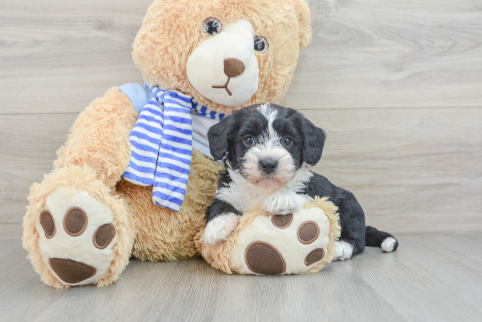 Mini Bernedoodle Pup Being Cute