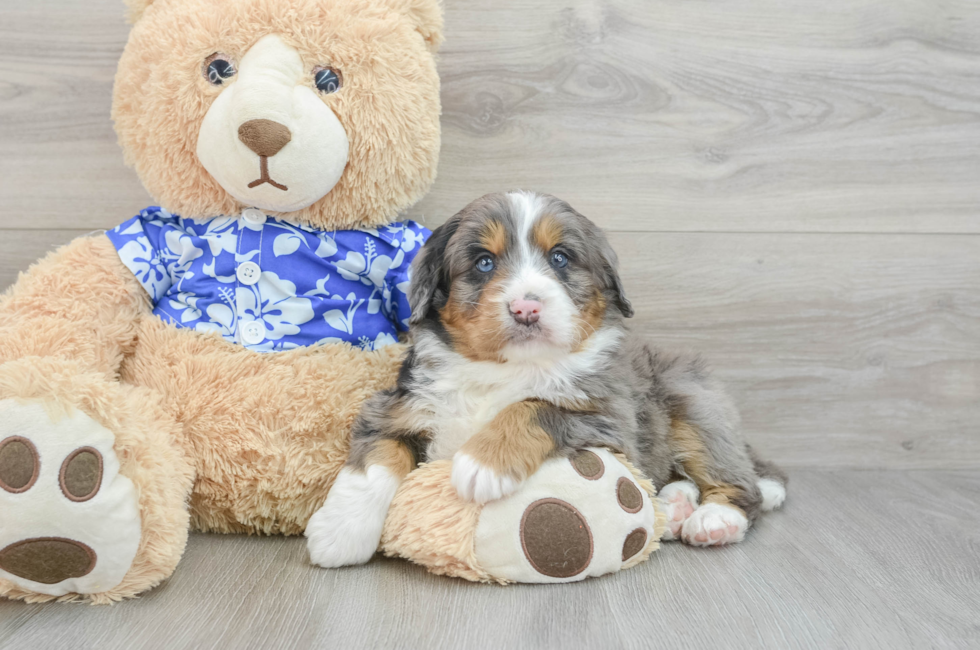 7 week old Mini Bernedoodle Puppy For Sale - Puppy Love PR