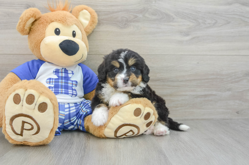 7 week old Mini Bernedoodle Puppy For Sale - Puppy Love PR