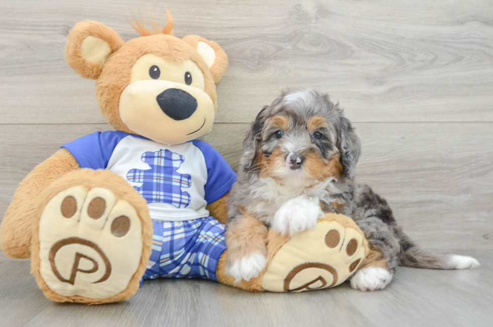 6 week old Mini Bernedoodle Puppy For Sale - Puppy Love PR