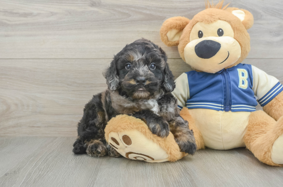 5 week old Mini Bernedoodle Puppy For Sale - Puppy Love PR