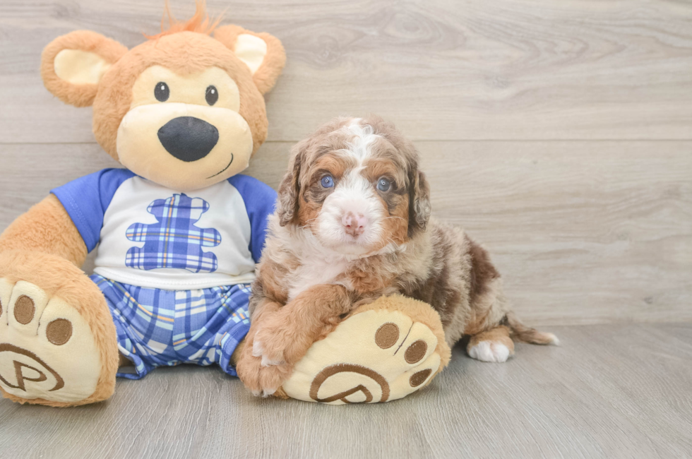 5 week old Mini Bernedoodle Puppy For Sale - Puppy Love PR