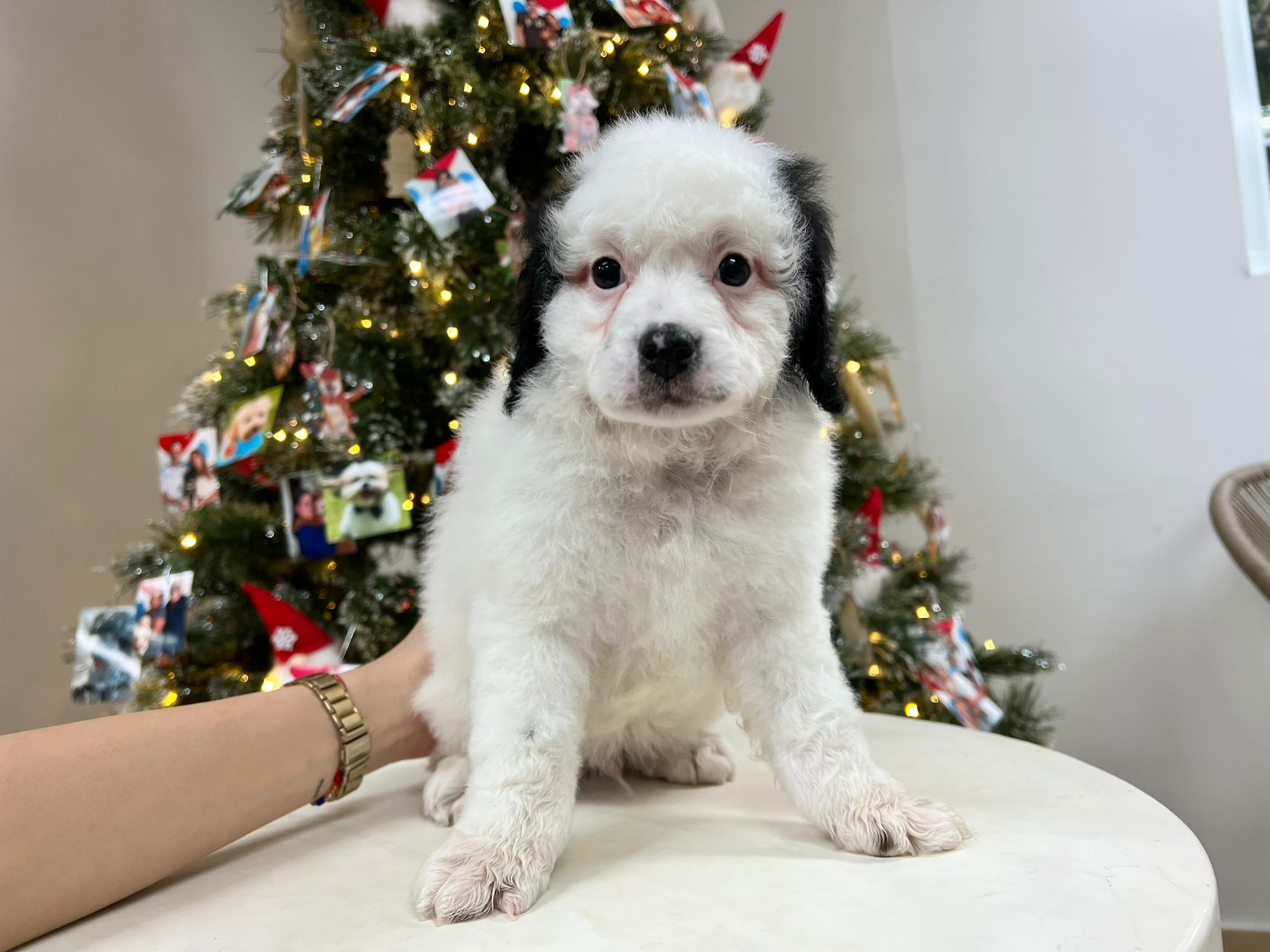 Cute Mini Bernedoodle Baby