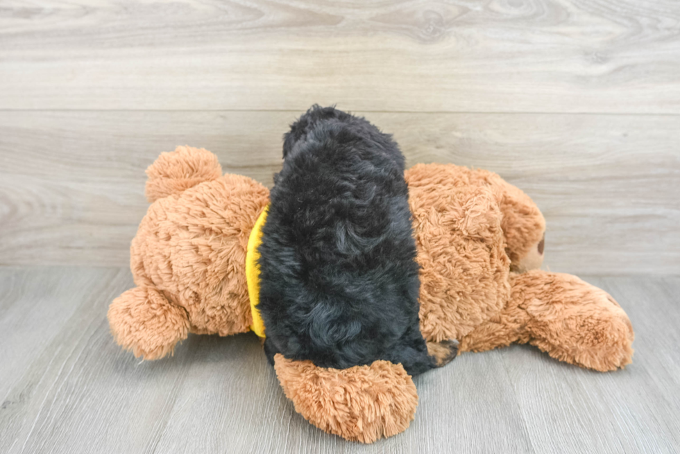 Best Mini Bernedoodle Baby