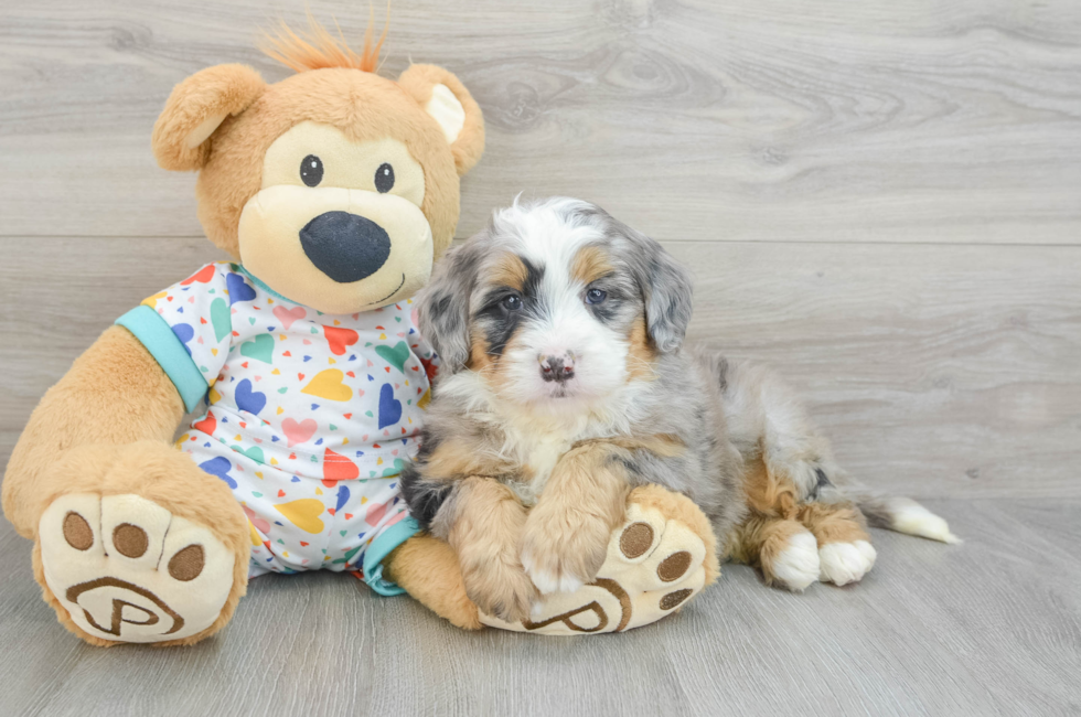 6 week old Mini Bernedoodle Puppy For Sale - Puppy Love PR