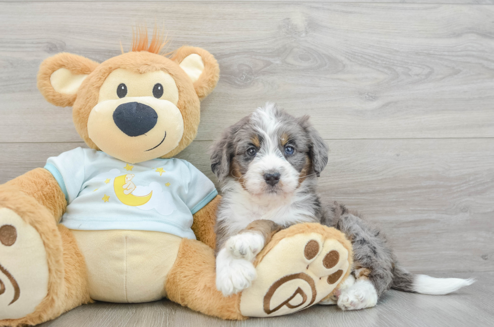 6 week old Mini Bernedoodle Puppy For Sale - Puppy Love PR