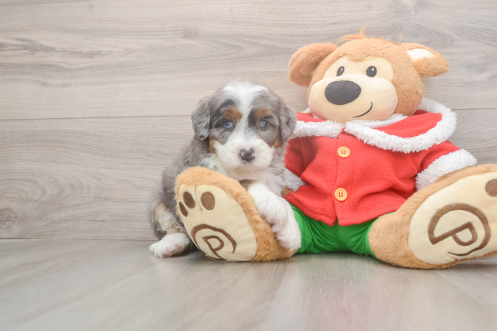 Best Mini Bernedoodle Baby