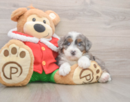 6 week old Mini Bernedoodle Puppy For Sale - Puppy Love PR