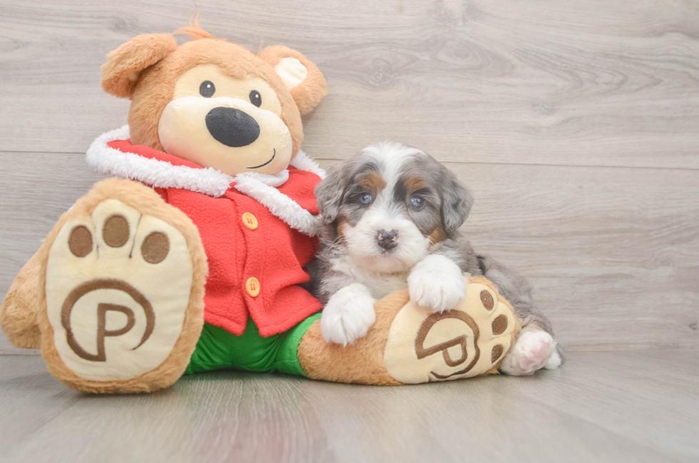 6 week old Mini Bernedoodle Puppy For Sale - Puppy Love PR