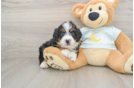 Best Mini Bernedoodle Baby