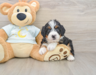 5 week old Mini Bernedoodle Puppy For Sale - Puppy Love PR