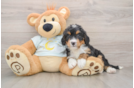 Best Mini Bernedoodle Baby
