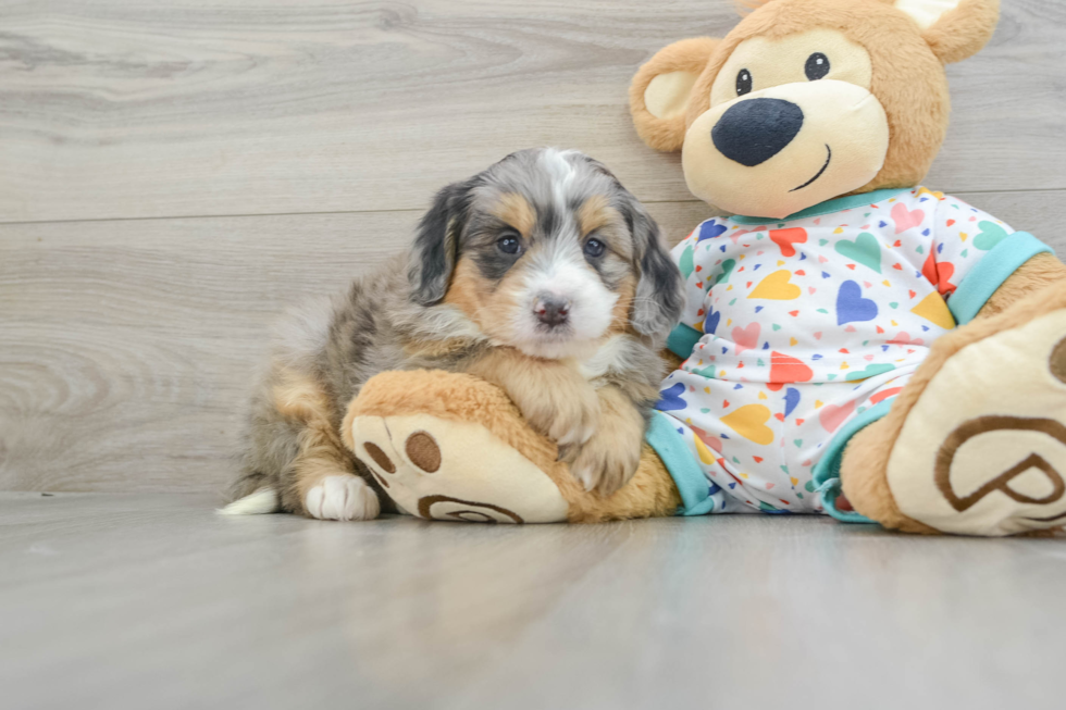 Fluffy Mini Bernedoodle Poodle Mix Pup