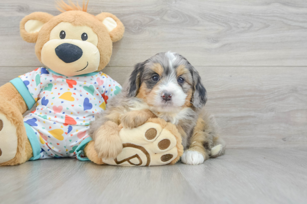 6 week old Mini Bernedoodle Puppy For Sale - Puppy Love PR