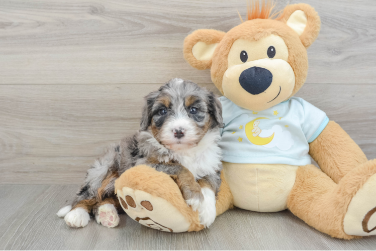 Adorable Mini Bernepoo Poodle Mix Puppy