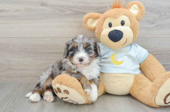 Adorable Mini Bernepoo Poodle Mix Puppy