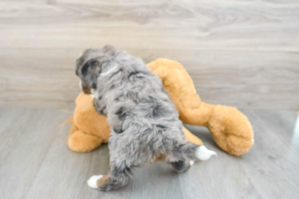 Mini Bernedoodle Puppy for Adoption