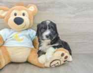 8 week old Mini Bernedoodle Puppy For Sale - Puppy Love PR