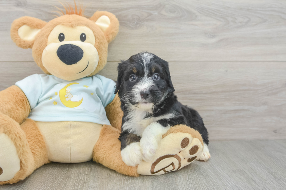 6 week old Mini Bernedoodle Puppy For Sale - Puppy Love PR