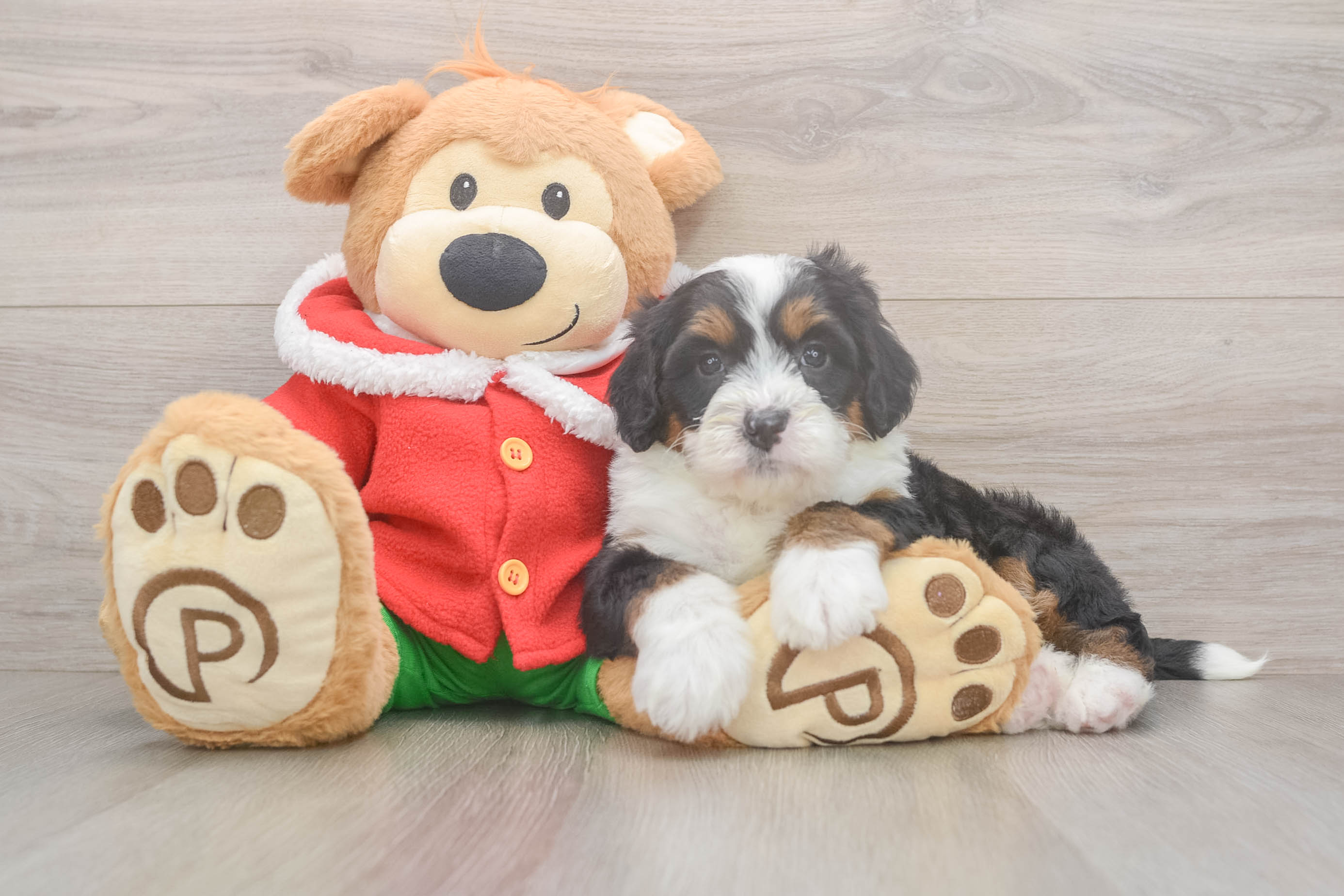 Energetic Mini Berniedoodle Poodle Mix Puppy