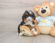 6 week old Mini Bernedoodle Puppy For Sale - Puppy Love PR
