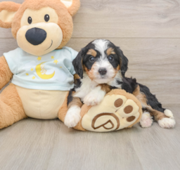 7 week old Mini Bernedoodle Puppy For Sale - Puppy Love PR