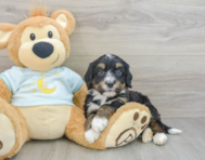 9 week old Mini Bernedoodle Puppy For Sale - Puppy Love PR