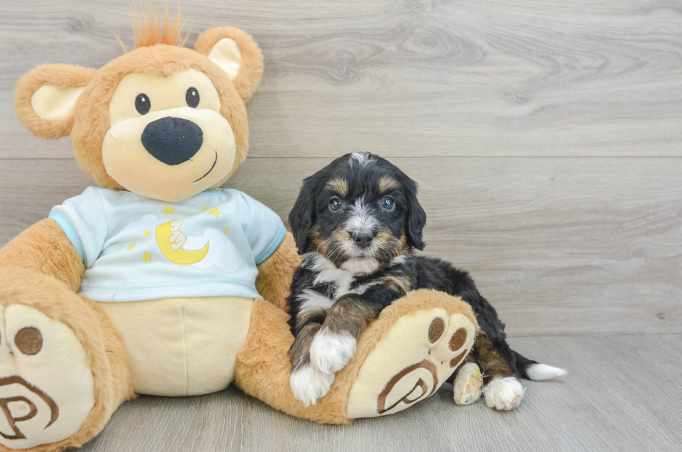 6 week old Mini Bernedoodle Puppy For Sale - Puppy Love PR