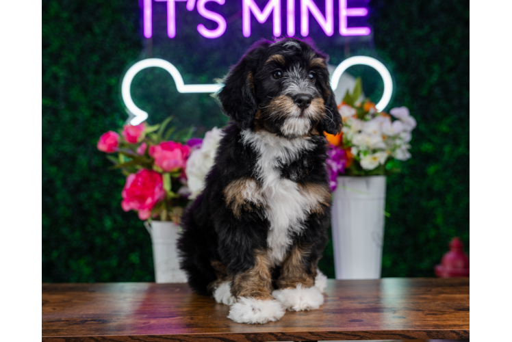 Cute Mini Bernesedoodle Poodle Mix Puppy
