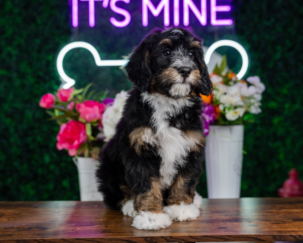 Cute Mini Bernesedoodle Poodle Mix Puppy