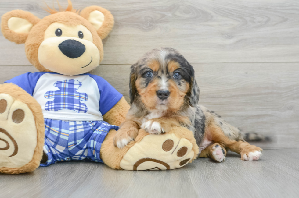 5 week old Mini Bernedoodle Puppy For Sale - Puppy Love PR
