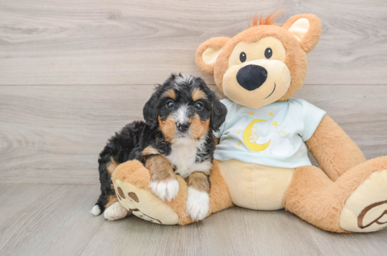 Playful Bernadoodle Poodle Mix Puppy