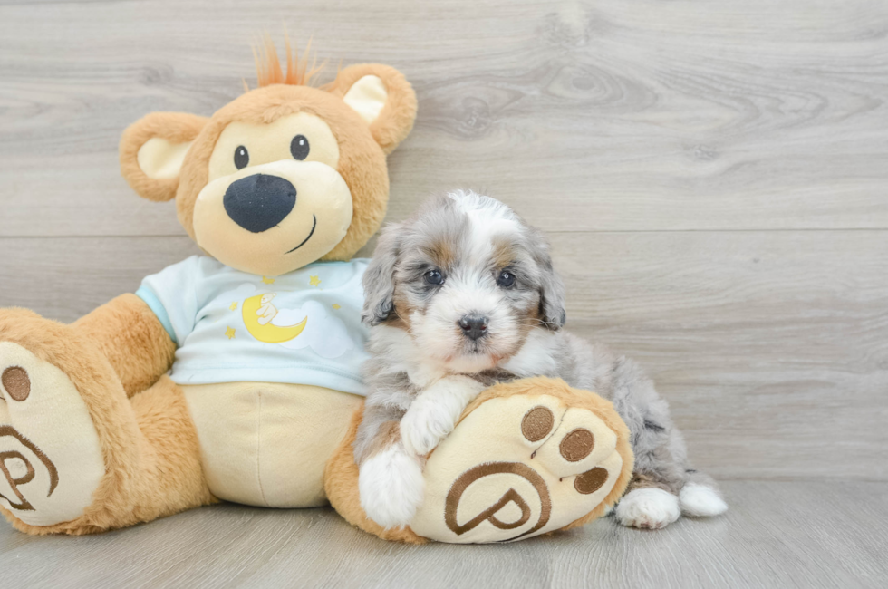 6 week old Mini Bernedoodle Puppy For Sale - Puppy Love PR